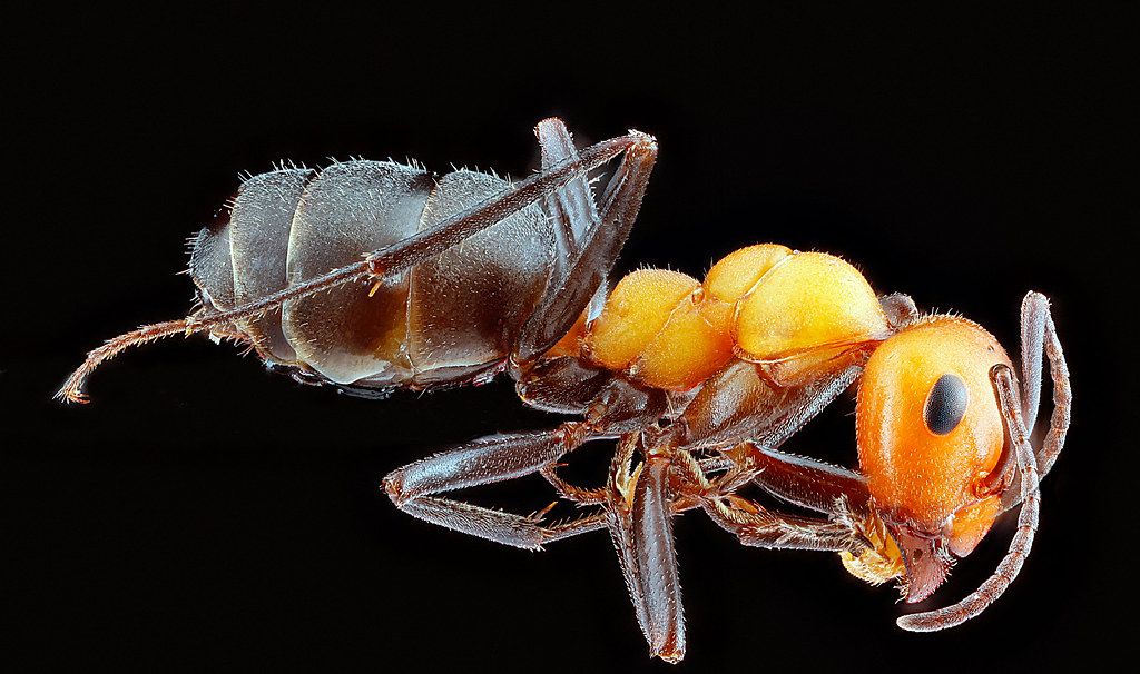 Ant Control service in Gresham, OR
