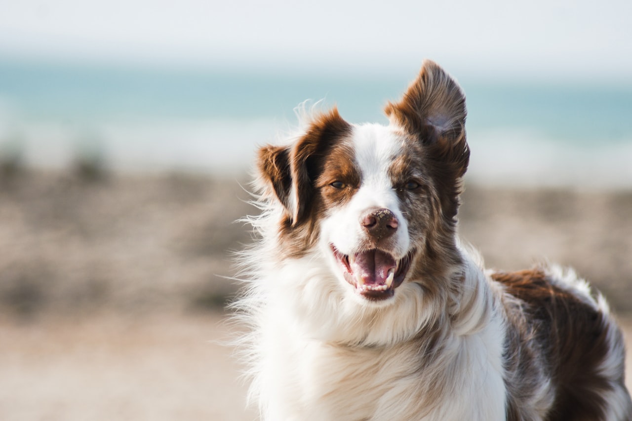 Flea & Tick Control service in Gresham, OR