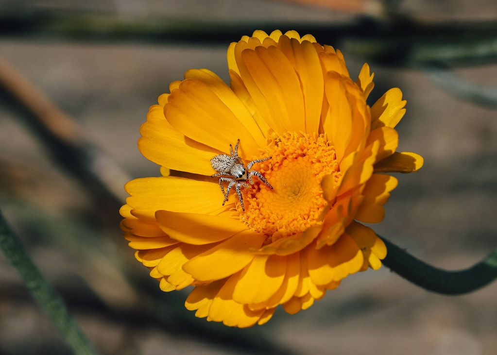 Spider Control service in Gresham, OR